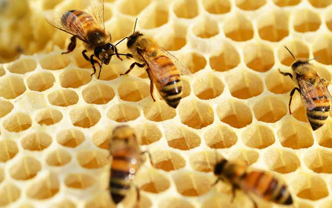 在哪里可以學(xué)養(yǎng)蜂技術(shù)? 養(yǎng)蜂技術(shù)