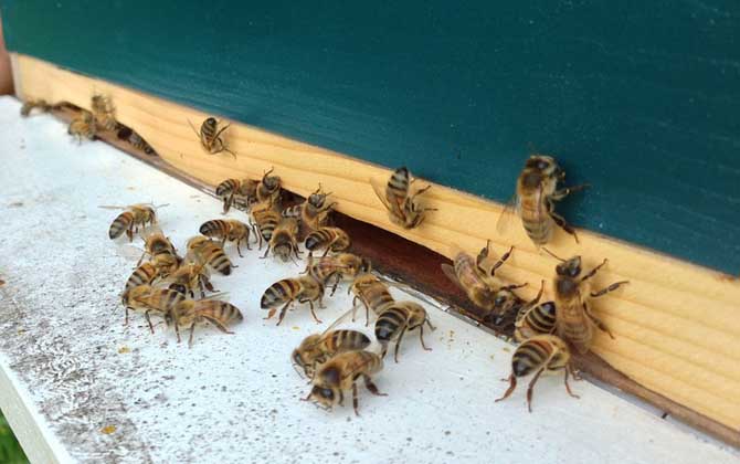 在哪里可以學(xué)養(yǎng)蜂技術(shù)? 養(yǎng)蜂技術(shù)