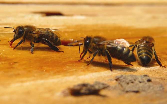 單獨(dú)養(yǎng)一只蜜蜂怎么養(yǎng)? 蜜蜂