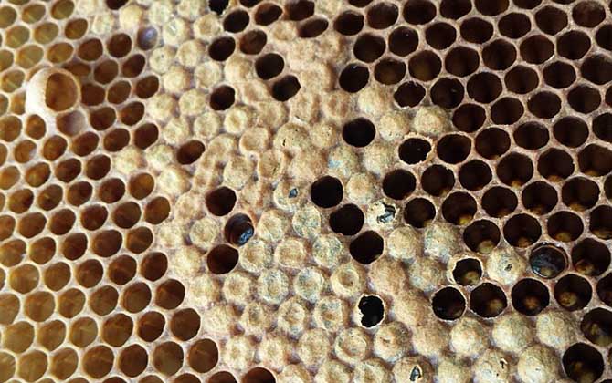 蜜蜂喂什么能加快繁殖? 蜜蜂