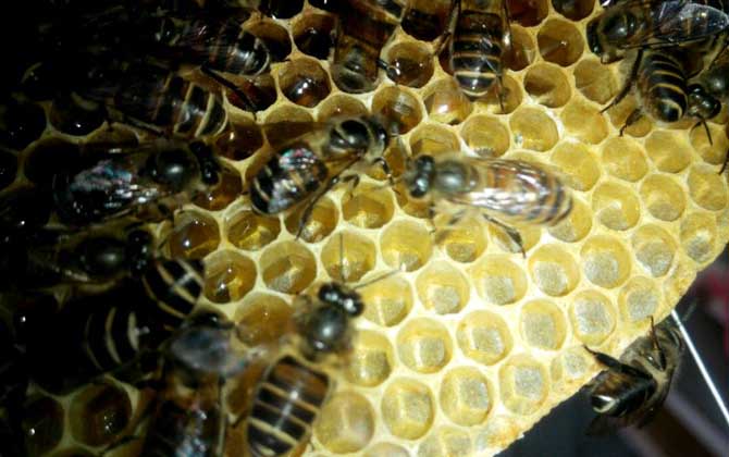 自然分蜂好還是人工分蜂好? 蜂群