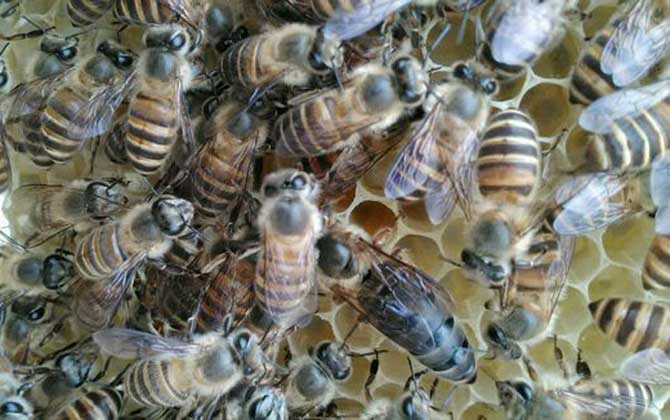 自然分蜂好還是人工分蜂好? 蜂群