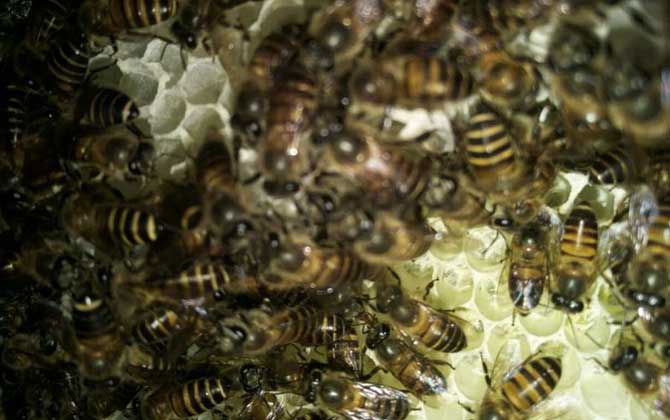 沒有蜂王怎么原地分蜂? 原地分蜂