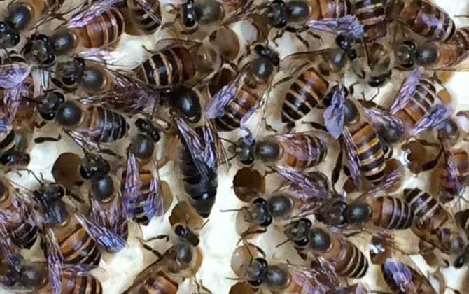 沒有蜂王怎么原地分蜂? 原地分蜂