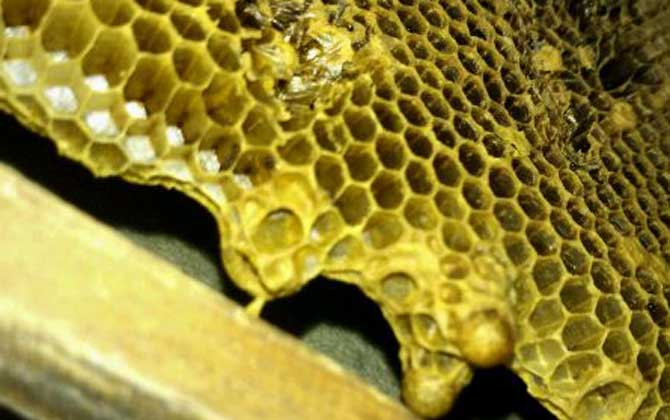 沒有蜂王怎么原地分蜂? 原地分蜂