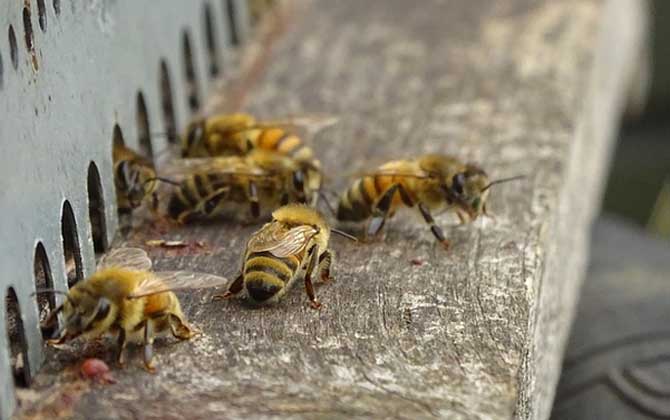 蜜蜂養(yǎng)殖技術(shù)及注意事項(xiàng) 蜜蜂養(yǎng)殖