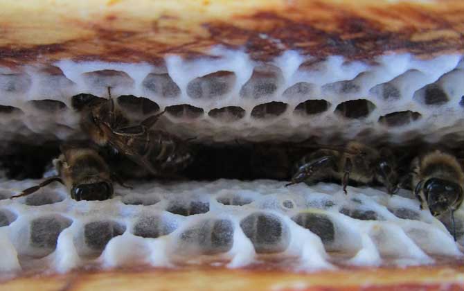 蜜蜂養(yǎng)殖技術(shù)及注意事項(xiàng) 蜜蜂養(yǎng)殖