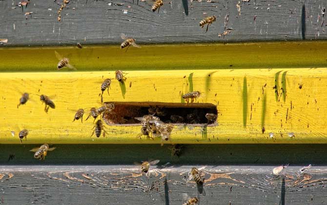 蜜蜂養(yǎng)殖技術(shù)及注意事項(xiàng) 蜜蜂養(yǎng)殖