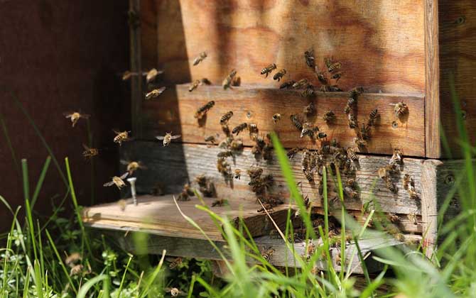 蜜蜂養(yǎng)殖技術(shù)及注意事項(xiàng) 蜜蜂養(yǎng)殖