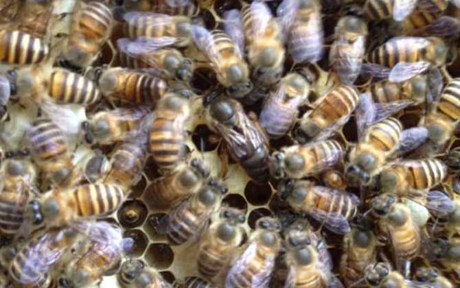 蜜蜂什么時候人工分蜂? 人工分蜂