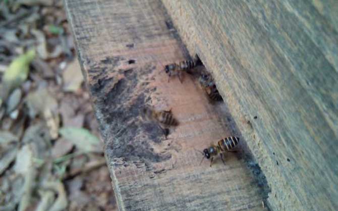 蜜蜂沖群是什么原因? 蜜蜂