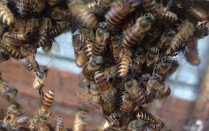 蜜蜂沖群是怎么回事? 蜜蜂