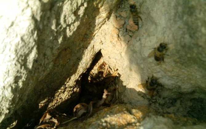 誘蜂洞挖好后怎么處理? 誘蜂洞