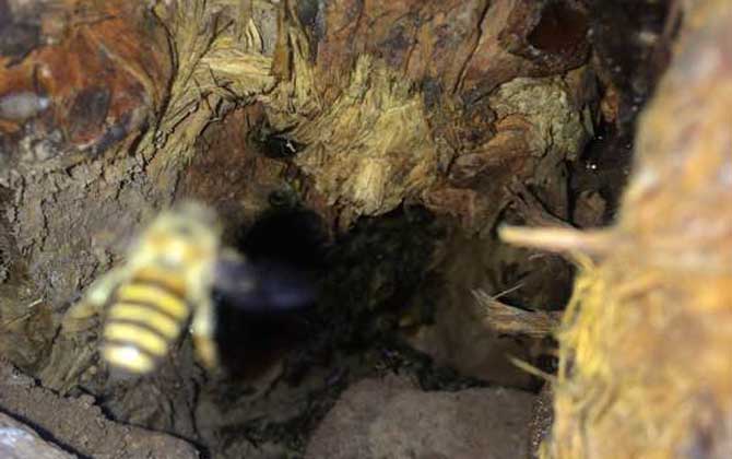 誘蜂高手是怎樣誘蜂的? 誘蜂