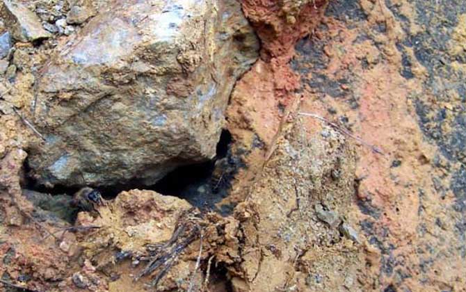 誘蜂洞挖在什么地方好? 誘蜂洞