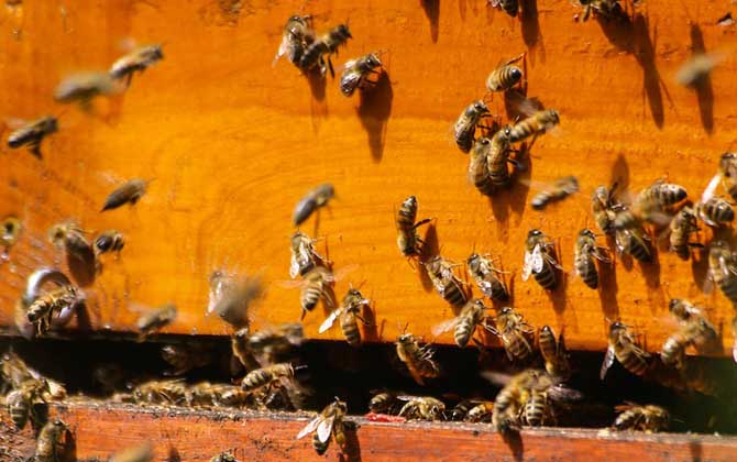 偵查蜂來了多久誘來蜂群? 偵查蜂