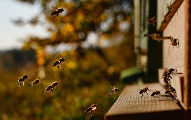 偵查蜂來了多久誘來蜂群? 偵查蜂