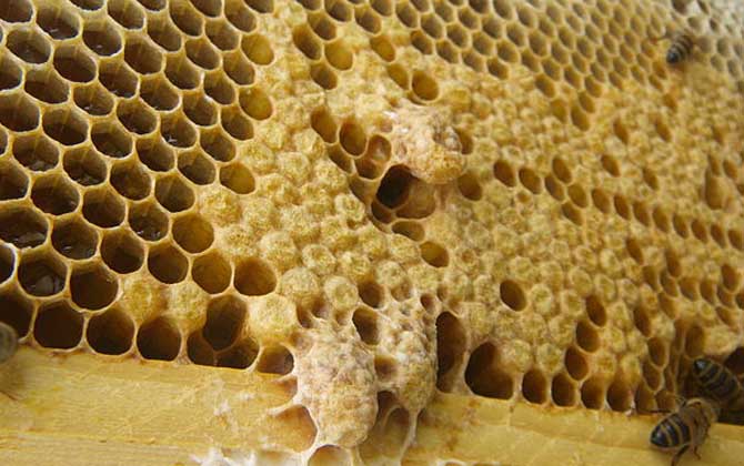 怎樣讓蜜蜂自己起王臺(tái)? 王臺(tái)