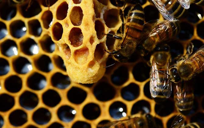 怎樣讓蜜蜂自己起王臺(tái)? 王臺(tái)