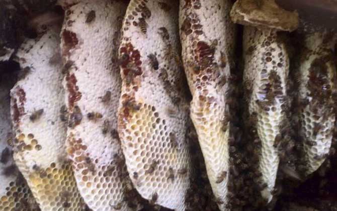 野生蜜蜂什么時候取蜜? 野生蜜蜂