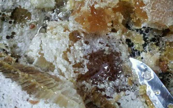 野生蜜蜂什么時候取蜜? 野生蜜蜂