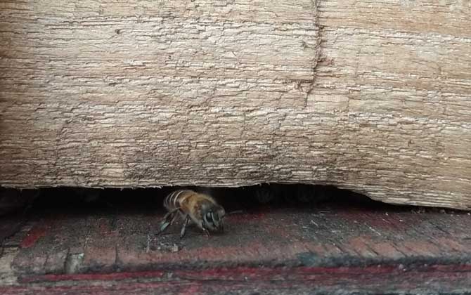 蜜蜂在巢門結(jié)團(tuán)怎么回事? 蜜蜂