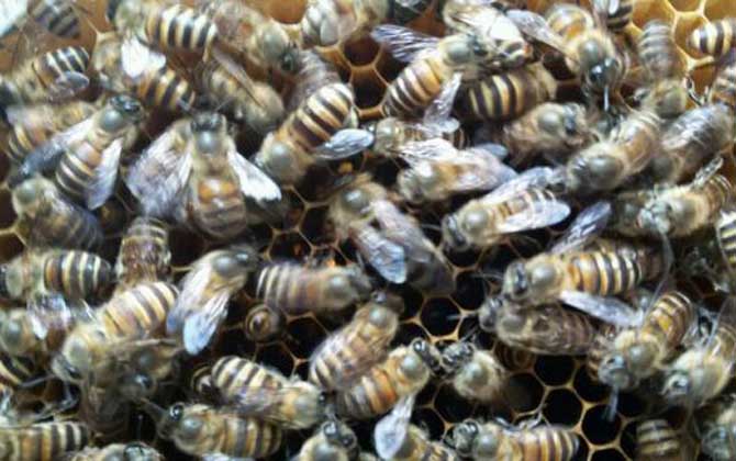 蜂群失王沒王臺怎么辦? 蜂王