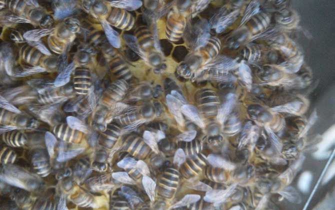 蜂群失王的原因及補救辦法 蜂王