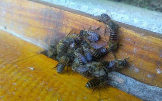 幾十只蜂的蛋群怎么辦? 蛋群