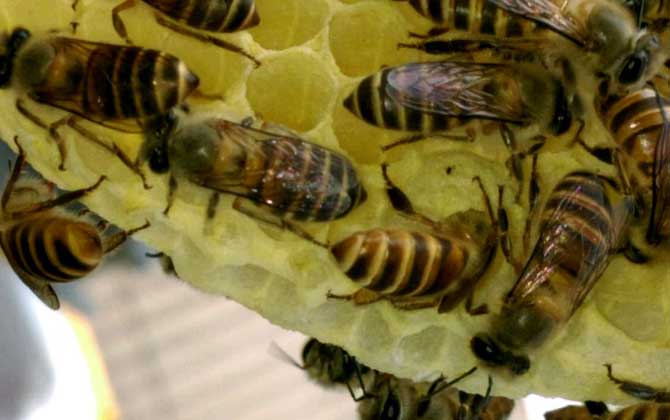 幾十只蜂的蛋群怎么辦? 蛋群