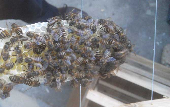 幾十只蜂的蛋群怎么辦? 蛋群