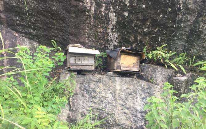 蜂蠟怎樣誘蜂效果最好? 誘蜂