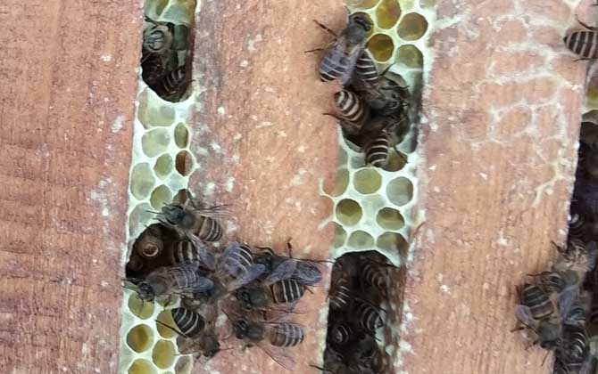 蜂群合并方法及注意事項 蜂群合并