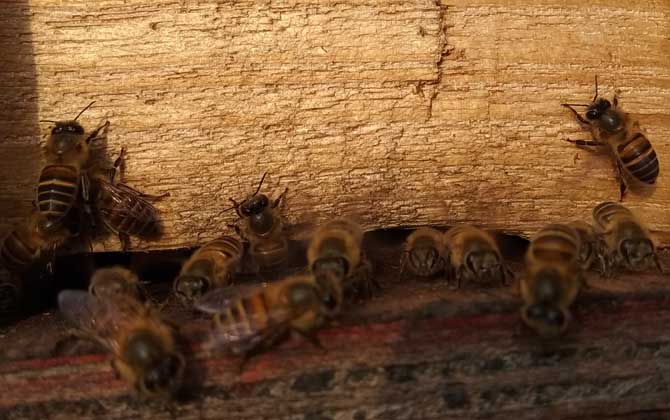 蜂群合并方法及注意事項 蜂群合并