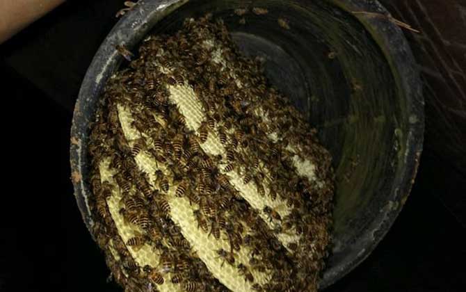 膠桶誘蜂技巧及注意事項 誘蜂