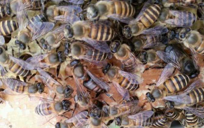 工蜂圍王蜂王多久會死? 工蜂圍王