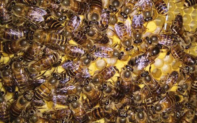 工蜂圍王蜂王多久會死? 工蜂圍王