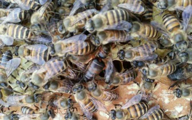 工蜂圍王蜂王多久會死? 工蜂圍王