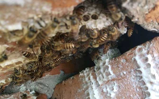 農(nóng)村誘蜂秘方及注意事項 誘蜂