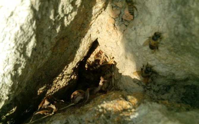 農(nóng)村誘蜂秘方及注意事項 誘蜂