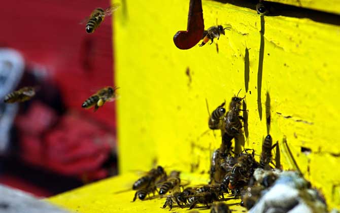 蜜蜂合并后回蜂怎么辦? 回蜂