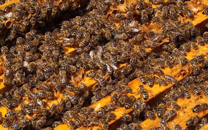 怎樣合并蜂群最安全? 合并蜂群