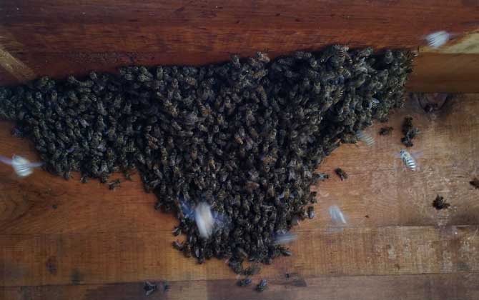 收蜂怎么判斷有沒有蜂王? 收蜂