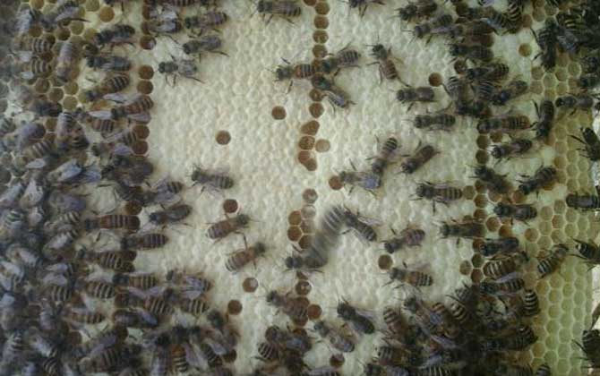 蜜蜂秋繁21天能安全越冬嗎? 蜜蜂秋繁