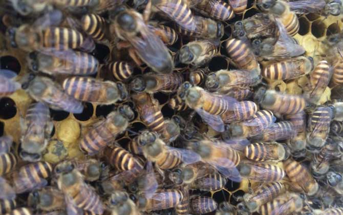 養(yǎng)蜜蜂的技巧及注意事項 養(yǎng)蜜蜂