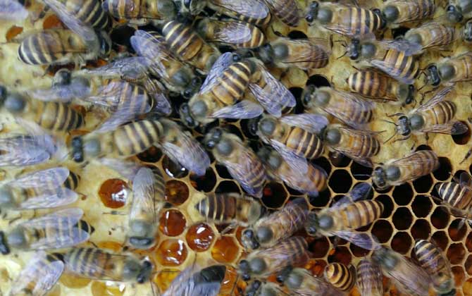 養(yǎng)蜜蜂的技巧及注意事項 養(yǎng)蜜蜂