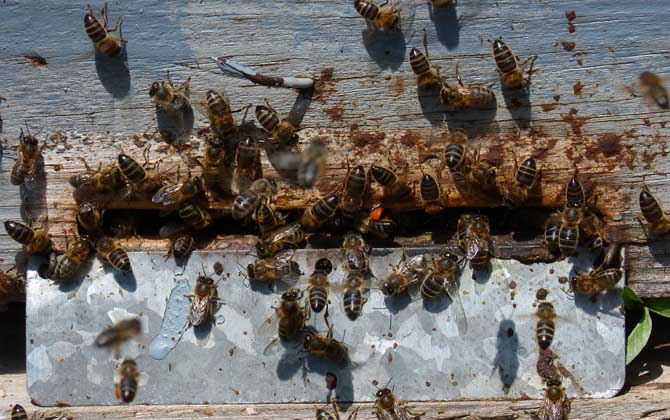 養(yǎng)蜜蜂的技巧及注意事項 養(yǎng)蜜蜂