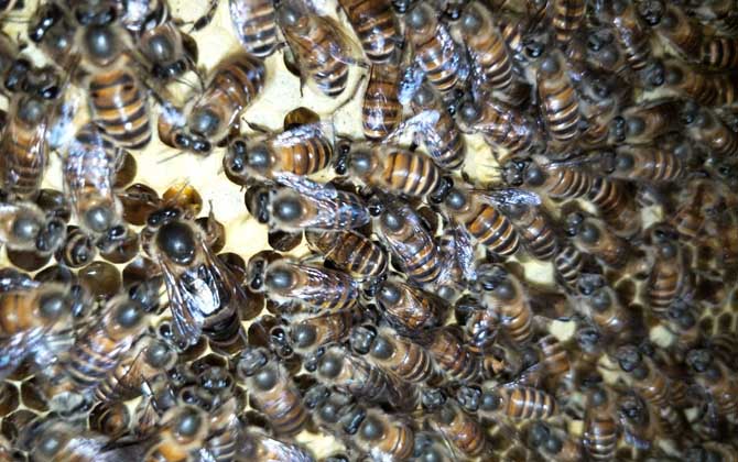 養(yǎng)蜜蜂的技巧及注意事項 養(yǎng)蜜蜂