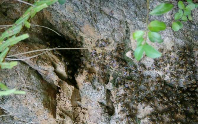 偵查蜂誘蜂來蜂的征兆 偵查蜂