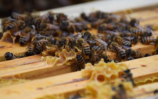 蜜蜂養(yǎng)殖十大忌諱是哪些? 蜜蜂養(yǎng)殖